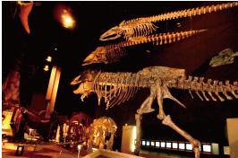 生命の星・地球博物館の内部画像