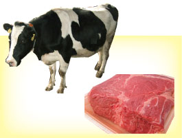 肉の情報の画像