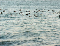 海鳥が漂う画像