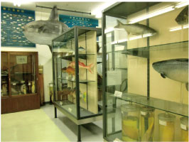 水産資料館の画像