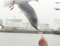 かっぱえびせんで餌付する画像