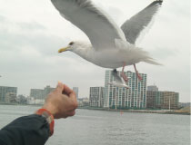 かっぱえびせんで餌付する画像