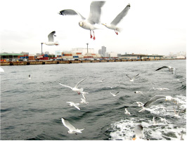 カモメの群がる画像