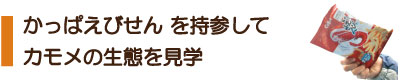 かっぱえびせんを持参してカモメの生態を見学