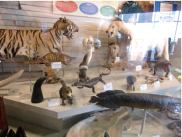 ワシントン条約で禁止された動植物